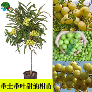 【余甘盆栽】余甘盆栽品牌,价格 - 阿里巴巴