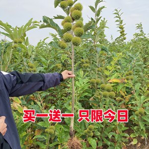 板栗苗树嫁接苗地栽南方北方种植当年结果良种特大板栗树果树果苗