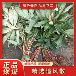 贵州野生草药追风散500g 中药材追风伞公接骨丹惊风伞破凉伞包邮