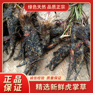 贵州新鲜虎掌草500g 纯野生中药材草玉梅狗脚迹见风青见风蓝包邮