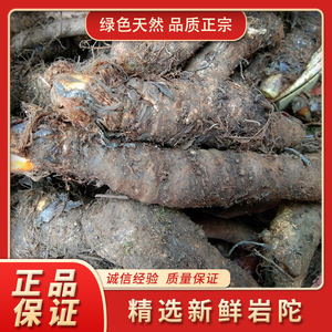 贵州野生新鲜岩陀500g 中草药材毛青红姜野黄姜蛇疙瘩血三七 包邮