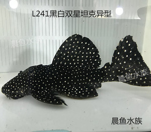 000人付款淘宝帝王血钻异型鱼黑白双星底层鱼彩鳍坦克热带坦克类异形