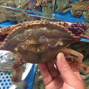 鲜活满黄母蟹连云港野生母梭子蟹 飞蟹满黄满肉每只7两膏满脂肥