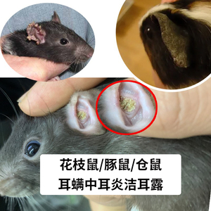 花枝鼠耳螨清理中耳炎发炎化脓结痂仓鼠金丝熊豚鼠兔宠物通用