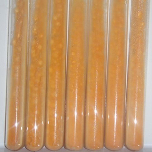 蛹虫草菌种 北虫草菌种 冬虫夏草菌种 试管菌种 母种 一级菌种