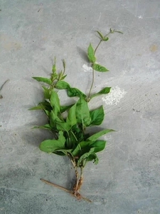 智美实业淘宝鸡屎藤树苗.