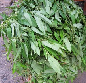 新鲜现采野生臭屁藤通气藤鸡矢藤鸡屎藤