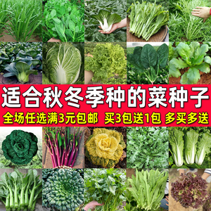 秋季冬季蔬菜种子大全四季盆栽菠菜香菜小白菜种籽荠菜生菜籽种孑