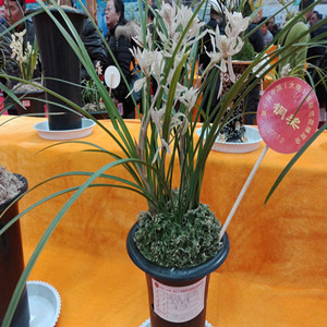 金沙树菊兰花