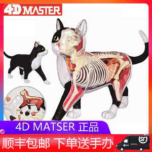 4D Master动物黑白橘黄猫内脏器官骨骼解剖模型拼装玩具摆件礼物