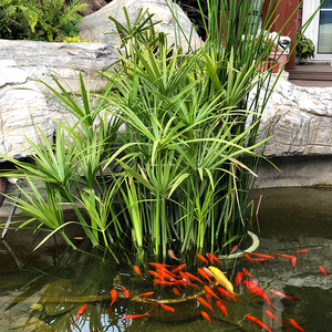 水竹植物盆栽水养开花水葫芦水培绿植花卉庭院养鱼水芙蓉水生水景