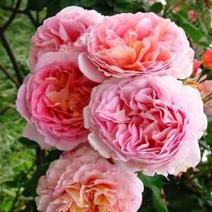 欧月亚伯灌木扦插月季花苗玫瑰盆栽绿植花卉四季易活阳台庭院植物