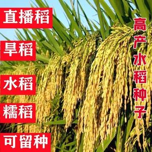 高产旱稻种子郑旱10-6号优质稻种香米种珍珠米种籽水稻种子可