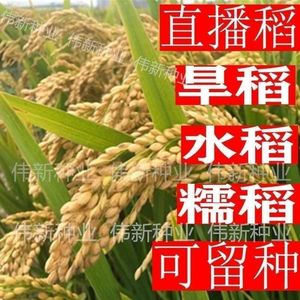 农垦58粳稻种子水稻种子香米种子高产抗病抗倒伏口感好旱稻种子