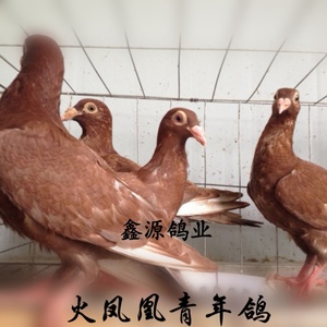 幕利门火凤凰 信鸽一对 鸽子活体 成绩信鸽 红色鸽子比赛信鸽赛鸽