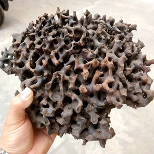 蚂蚁窝 黑蚂蚁原始森林野生蚂蚁巢蚂蚁窝 黑蚂蚁木质廊架衣被包