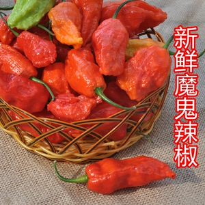 涮涮辣新鲜魔鬼椒椒云南德宏涮涮辣象鼻辣中国辣王辣涮涮辣500g