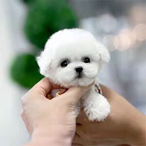 出售家养纯种比熊幼犬小体法国卷毛活体纯白色小型宠物狗狗衣服