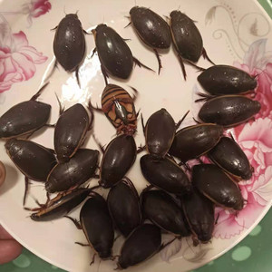 金边龙虱