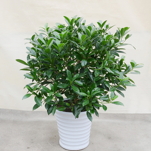 非洲茉莉花室内盆栽大型