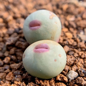 小红嘴1380b丨四季红丨野货丨大型嘴丨肉锥丨一物一拍