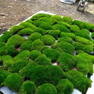 鲜台草 苔藓 台藓草 植物盆景植物鲜活铺面青苔保湿新鲜装饰