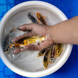 锦鲤活体日本纯种秋翠锦鲤鱼冷水淡水德系红秋翠好养耐活风水鱼苗
