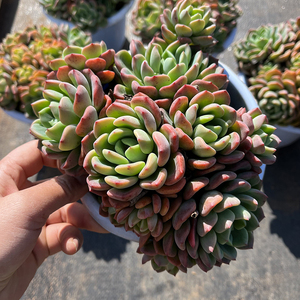 芬达皮氏石莲多肉植物精品盆栽景天花卉楼顶花园庭院露养基地包邮