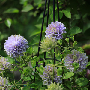 基地直销铁线莲前卫琉璃雀斑紫子丸粉香槟哦啦啦美好回忆4棵包邮