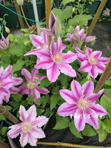 铁线莲鲁佩尔博士