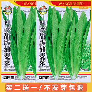 四季播油麦菜籽种阳台盆栽耐热紫色春夏秋冬青菜种籽蔬菜种子大全