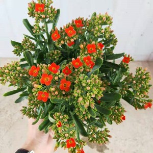 单瓣长寿花带花苞盆栽新品种室内阳台鹿角红色长寿花四季开花植物