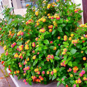 马樱丹花大苗阳台庭院五色梅盆栽苗带花苞五彩色植物喜阳耐晒花卉