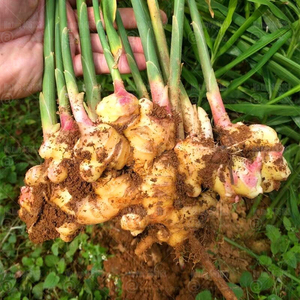 生姜地中海根芹石韭蔬菜种植盆栽家庭时蔬趣味阳台庭院种植