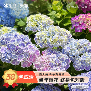 绣球蒙娜丽莎太阳神殿易多梦幻薄荷拇指花宝花苗大花盆栽红色绣球