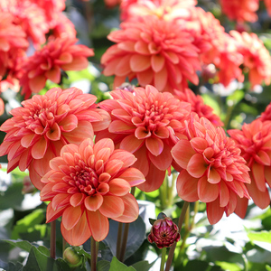 小丽花盆栽阳台庭院小丽菊花卉大丽花庭院带花苞发货重瓣