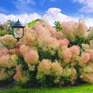 【虹越】荷兰进口烟树盆栽花园庭院观叶小乔木 预售