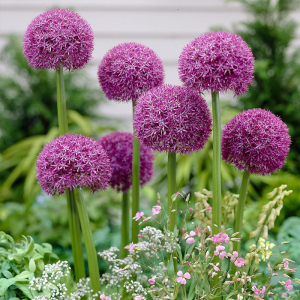 虹越荷兰进口大花葱花种球庭院阳台盆栽多年生秋季球根花卉