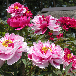 菏泽牡丹花树苗裸根带芽庭院花卉植物室外阳台盆栽四季好养花预售