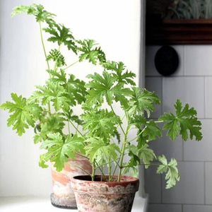 虹越驱蚊草盆栽夏季驱蚊芳香天竺葵驱蚊植物释放香气常绿盆栽预售