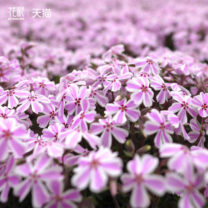 花彩芝樱花苗盆栽庭院花园花境铺面装饰种植多年生草本耐热易爆花