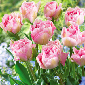 郁金香种球自然球荷兰进口粉色重瓣郁金香大种球带芽四季5度球