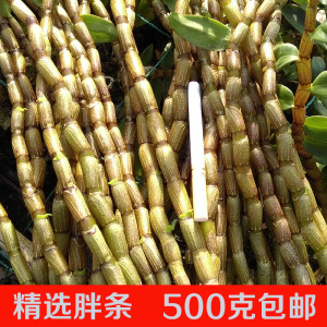 精选铁皮石斛鲜条500g云南四年中药材基地直销霍山石斛滋补枫斗