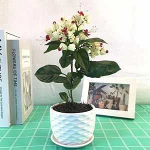 龙吐珠老桩爬藤四季九龙吐珠花苗阳台庭院盆栽白红龙植物易成活