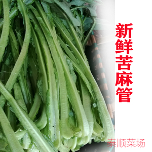 苦麦菜苦麻温州农家自种新鲜蔬菜1斤苦麻管泰顺特产蔬菜苦麻菜