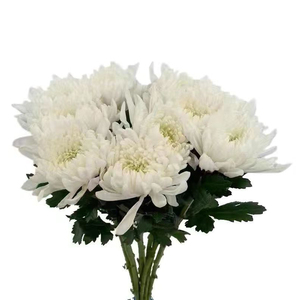 清明节大黄白菊花鲜花束哀悼扫墓祭祖拜山求神佛祭祀