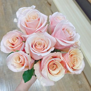 新品肯尼亚珍珠贝月季花苗高杯切花玫瑰灌木直立性好阳台庭院盆栽