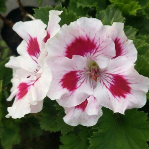 东方花园大花天竺葵教皇春天开花