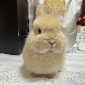 活体宠物兔子荷兰纯种双血统黄侏儒兔垂耳兔迷你长不大小孩子好养