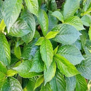 马来西亚黑面将军脆叶马兰毛将军苗大叶蛇草地毯草化石草带杯原土